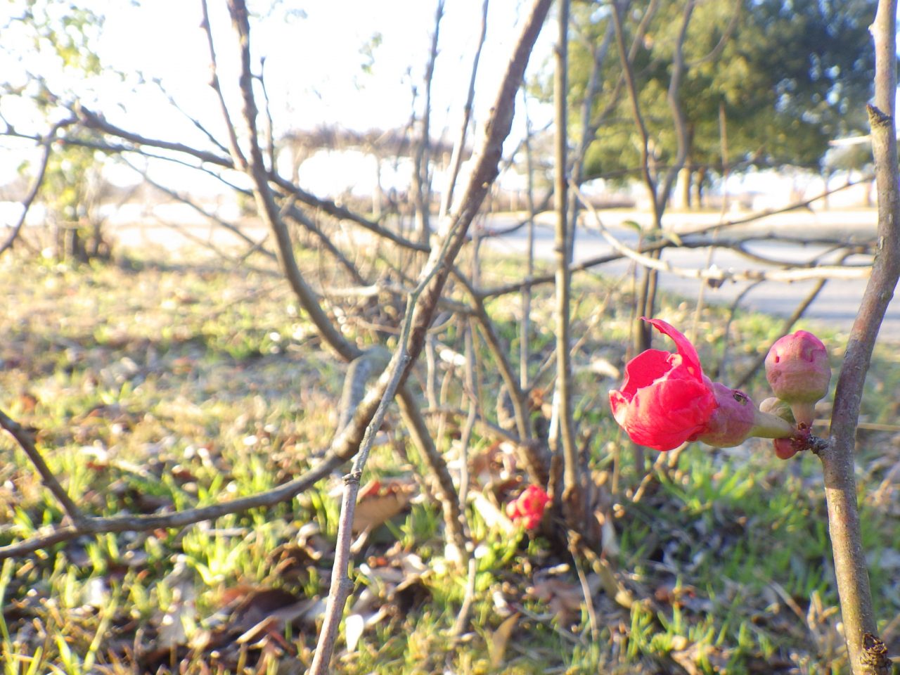 木瓜 ボケ の花が咲き始めました 都市公園湖岸緑地
