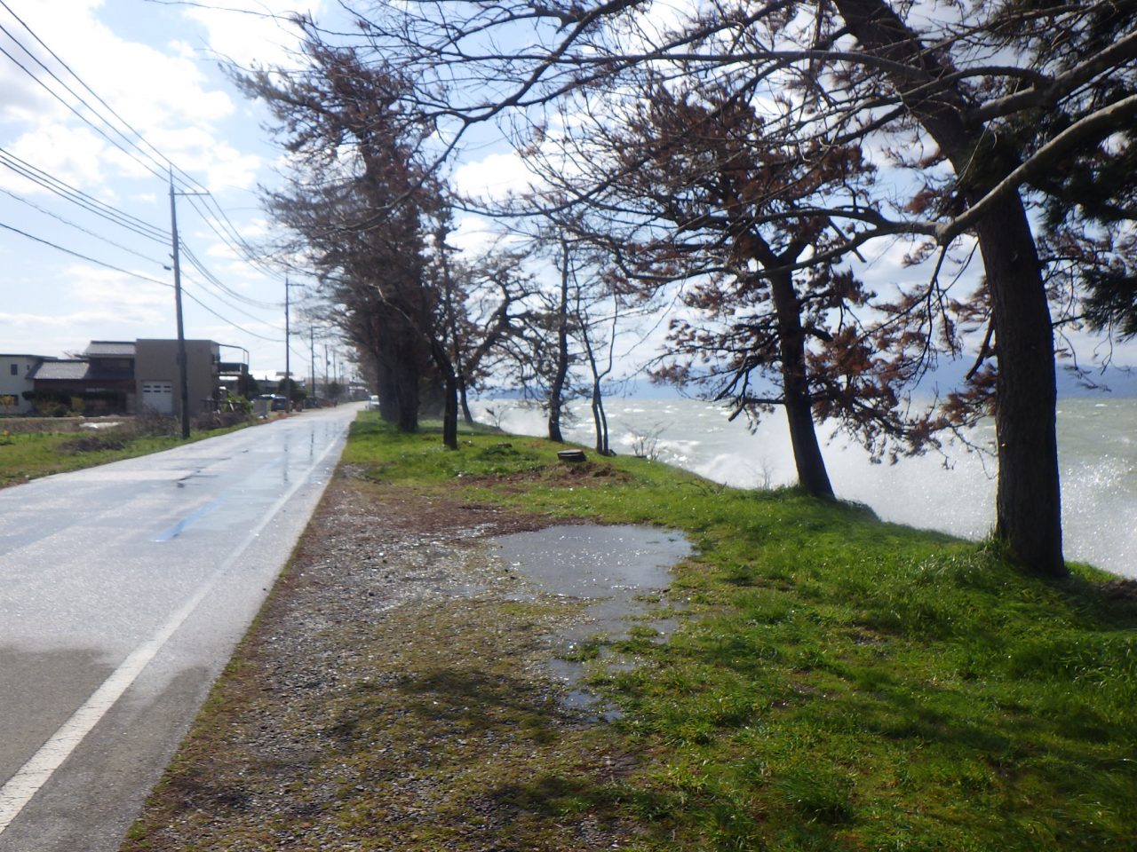 まだ風の強い日が続いています 都市公園湖岸緑地 まだ風の強い日が続いています 都市公園湖岸緑地