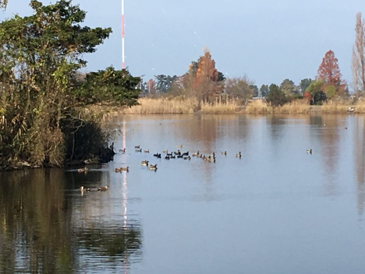 野鳥観察会　はじめの一歩