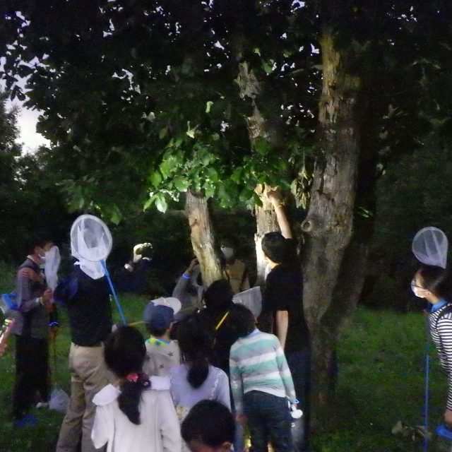 8/23 真夏の夜の昆虫観察会