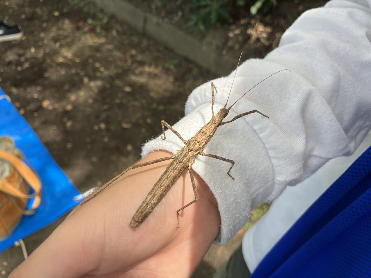 はじめての昆虫観察会