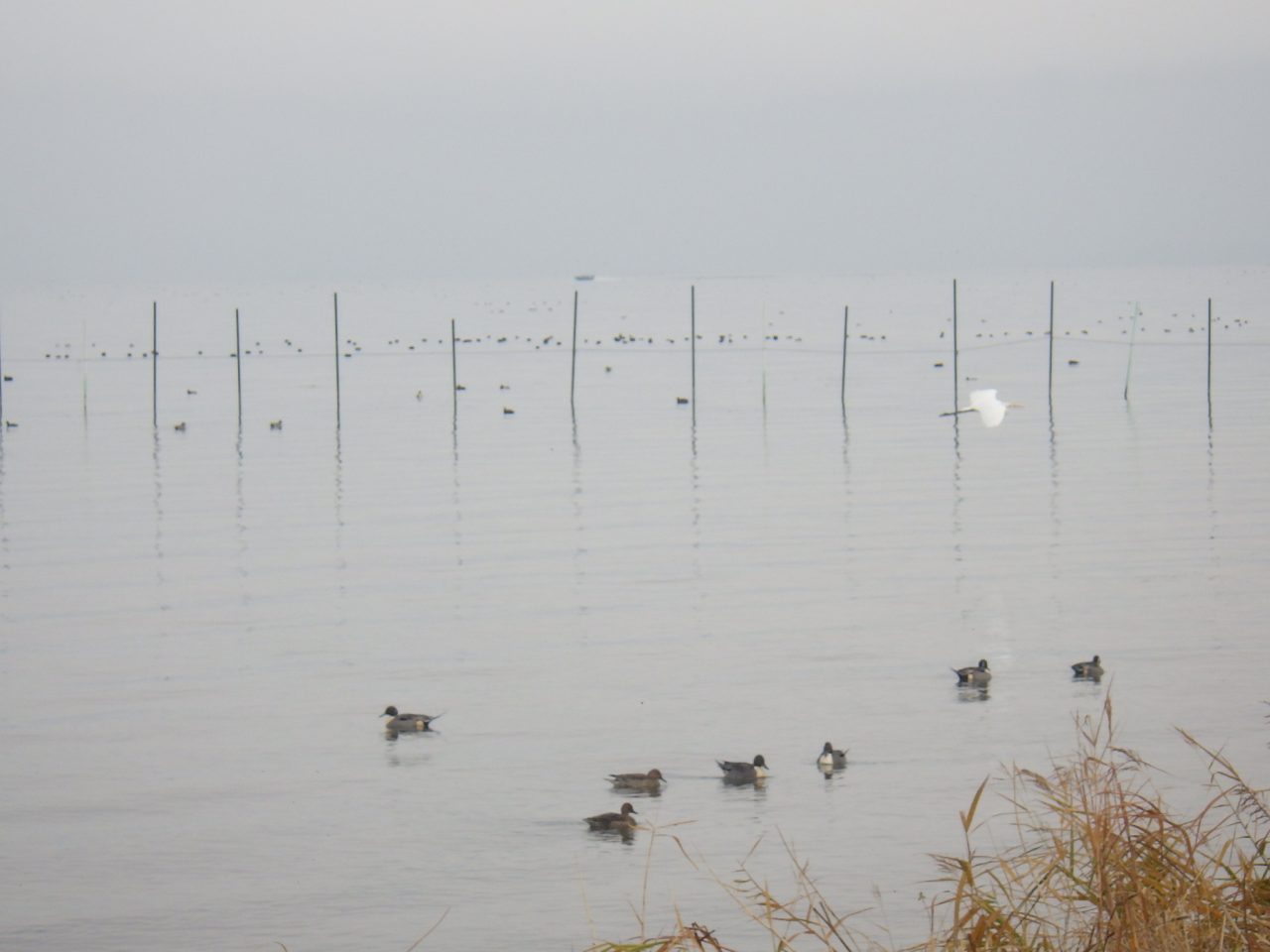 野鳥観察会　～琵琶湖の冬鳥～