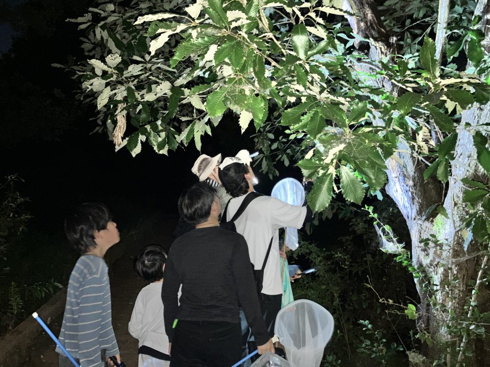 2026年8月22日　真夏の夜の昆虫観察会