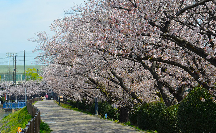 桜並木