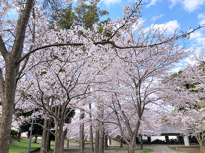 春の桜並木の写真