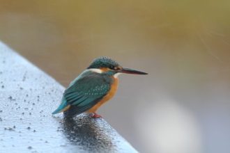 主催イベント：ぶらっと観察会「空飛ぶ宝石 カワセミをさがそう」の画像