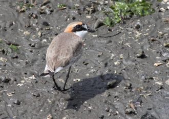 主催イベント：ぶらっと観察会「谷津干潟にやってくるシギ・チドリってどんな鳥？]の画像