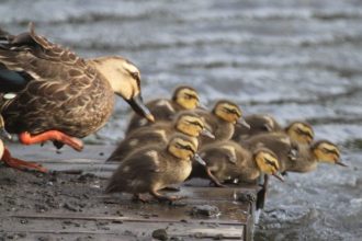主催イベント：ぶらっと観察会「カルガモ親子にあえるかな]の画像