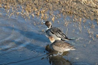 主催イベント：ぶらっと観察会「新春バードウォッチング　どんな鳥にあえるかな？」の画像