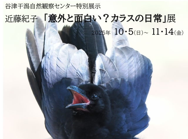 谷津干潟自然観察センター特別展示