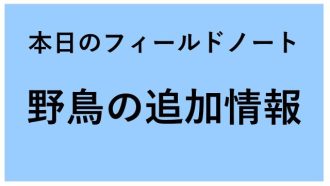 谷津干潟ブログ最新投稿写真