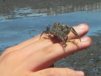 主催イベント：さがそう！ひがたのカニの画像
