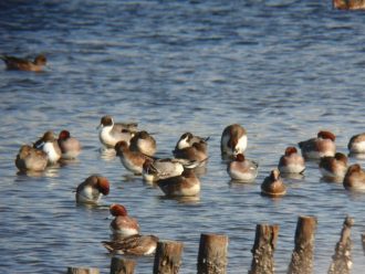 主催イベント：ぶらっと観察会「カモのファッションショー　たくさんのカモをみつけよう」の画像
