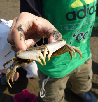 満員になりました】さがそう！ひがたのカニ｜イベント情報｜習志野市