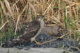 谷津干潟ブログ最新投稿写真