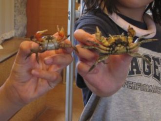 主催イベント:さがそう!ひがたのカニの画像