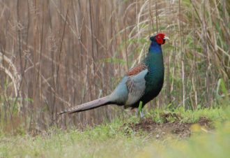 主催イベント：谷津干潟サイエンスカフェ　「鳥の分類が変わったって伝えなきゃ！ｴｯﾎ ｴｯﾎ ｴｯﾎ ｴｯﾎ」の画像