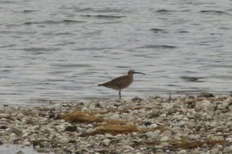 谷津干潟ブログ最新投稿写真