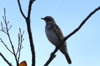 谷津干潟ブログ最新投稿写真