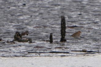 谷津干潟ブログ最新投稿写真