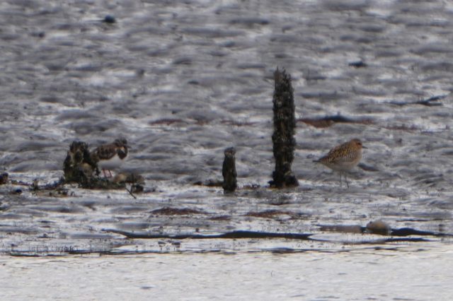 谷津干潟ブログ｜習志野市 谷津干潟自然観察センター