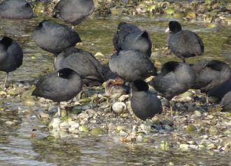 谷津干潟ブログ最新投稿写真