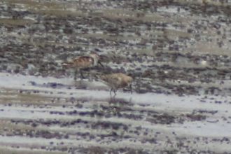 谷津干潟ブログ最新投稿写真