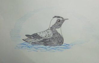 主催イベント：谷津干潟サイエンスカフェ　「カンムリウミスズメってどんな鳥？」の画像