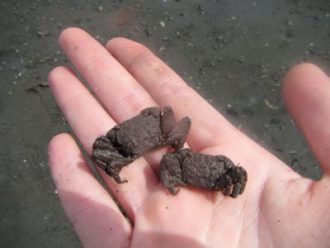 主催イベント：谷津干潟を守る！絶滅危惧種探しの画像