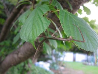 谷津干潟ブログ最新投稿写真