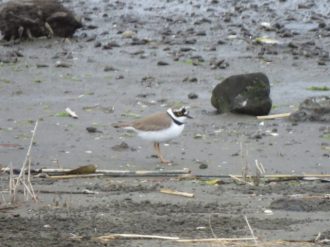 谷津干潟ブログ最新投稿写真