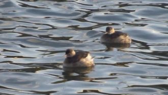 谷津干潟ブログ最新投稿写真