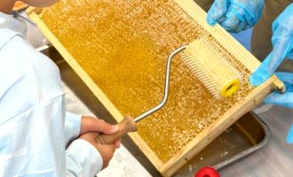 主催イベント：1/10(日) ミツバチのひみつ「ハチミツを味わおう」の画像