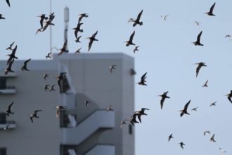 主催イベント：ぶらっと観察会「谷津干潟にやってくるシギ・チドリってどんな鳥？]の画像