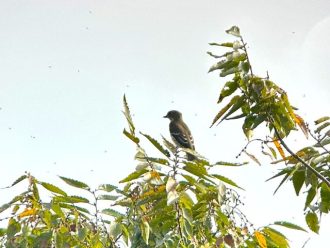 谷津干潟ブログ最新投稿写真