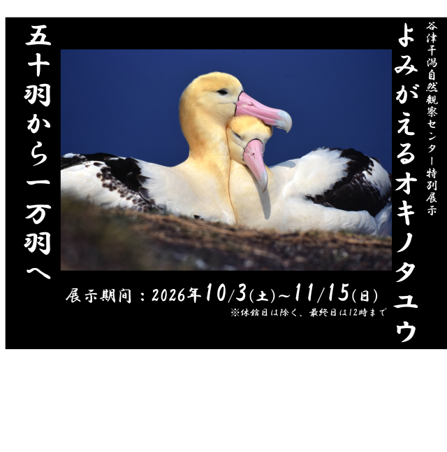 特別展示「よみがえるオキノタユウ：五十羽から一万羽へ」