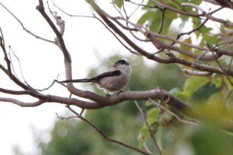 主催イベント：推しの小鳥を探そう！の画像