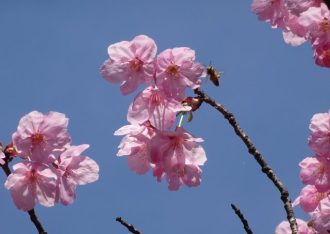 谷津干潟ブログ最新投稿写真