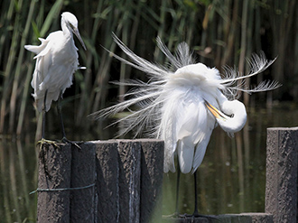 鳥の写真