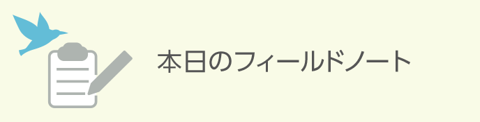 本日のフィールドノート