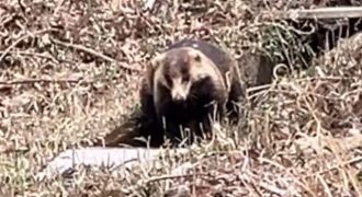 少年自然の家だより最新投稿写真