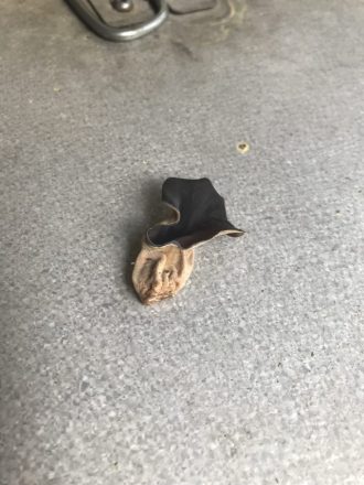 少年自然の家だより最新投稿写真