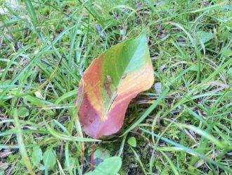 少年自然の家だより最新投稿写真