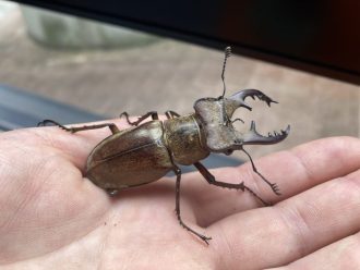少年自然の家だより最新投稿写真