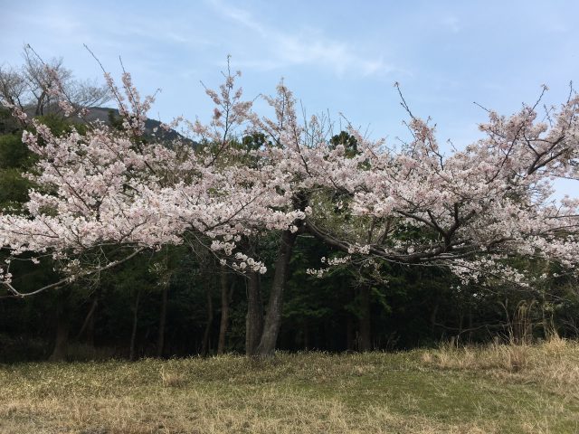 水沢ウォーク～春を感じよう～