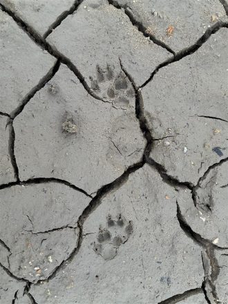 少年自然の家だより最新投稿写真