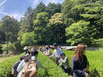 主催イベント：自然の家でのお茶摘み体験①②の画像